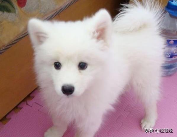 不是每一只银狐都是漂亮的，所以买的时候要注意（银狐的银）(图1)