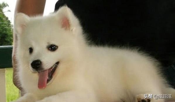 不是每一只银狐都是漂亮的，所以买的时候要注意（银狐的银）(图4)