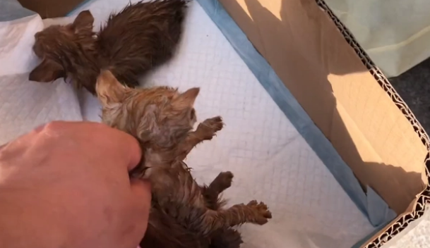 可爱小奶猫却被无情扔在垃圾桶，浑身湿透的它们，只能无助地发抖(图3)