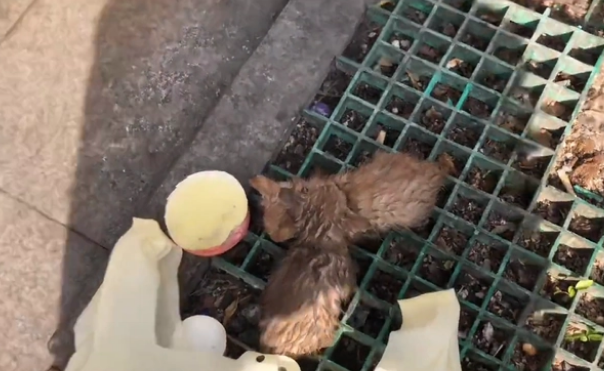 可爱小奶猫却被无情扔在垃圾桶，浑身湿透的它们，只能无助地发抖(图1)
