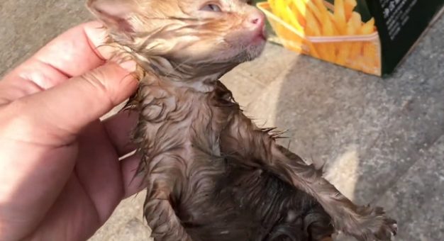 可爱小奶猫却被无情扔在垃圾桶，浑身湿透的它们，只能无助地发抖(图2)