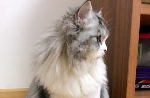 收养太过可爱的小奶猫，一年后却哭笑不得(图2)