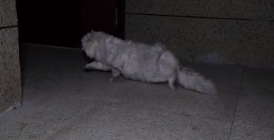 谎称是坠楼流浪猫，送医后发现不对劲(图1)