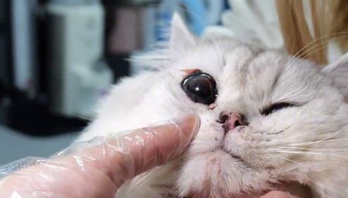 谎称是坠楼流浪猫，送医后发现不对劲(图2)