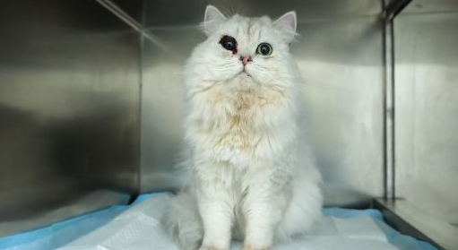 谎称是坠楼流浪猫，送医后发现不对劲(图3)