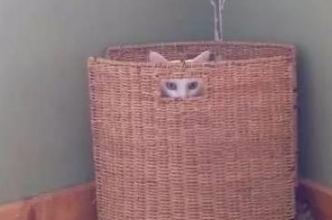 你家喵钻过的最小空间是什么？看看网友家的猫都奇葩到什么地步(图1)