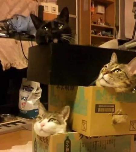 你家喵钻过的最小空间是什么？看看网友家的猫都奇葩到什么地步(图4)