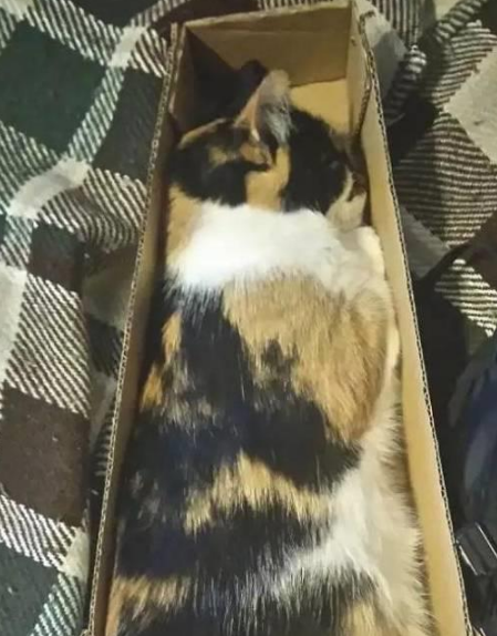 你家喵钻过的最小空间是什么？看看网友家的猫都奇葩到什么地步(图5)
