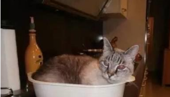 你家喵钻过的最小空间是什么？看看网友家的猫都奇葩到什么地步(图7)