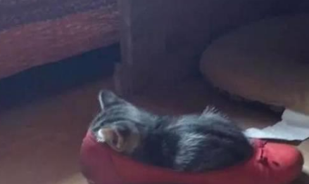 你家喵钻过的最小空间是什么？看看网友家的猫都奇葩到什么地步(图14)