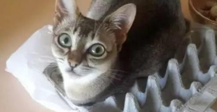 你家喵钻过的最小空间是什么？看看网友家的猫都奇葩到什么地步(图12)