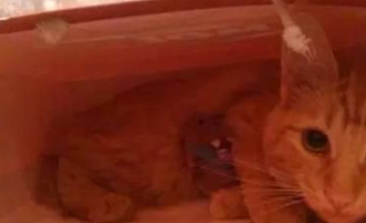 你家喵钻过的最小空间是什么？看看网友家的猫都奇葩到什么地步(图11)