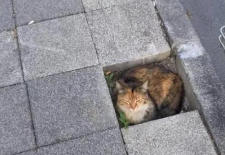 你家喵钻过的最小空间是什么？看看网友家的猫都奇葩到什么地步(图13)