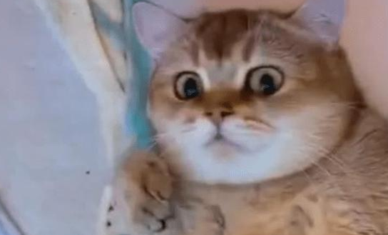 舍不得卖掉小猫，每次喂奶，妈妈表情亮了(图2)