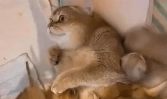 舍不得卖掉小猫，每次喂奶，妈妈表情亮了(图1)