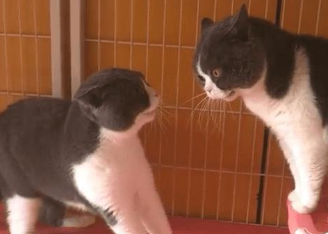 家里两只猫咪又开始打架,主人很无奈(图1)