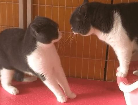 家里两只猫咪又开始打架,主人很无奈(图2)