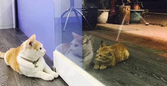 猫妈带孩子到店乞讨,隔窗相望2个月,一个举动惹店主心疼收养(图2)