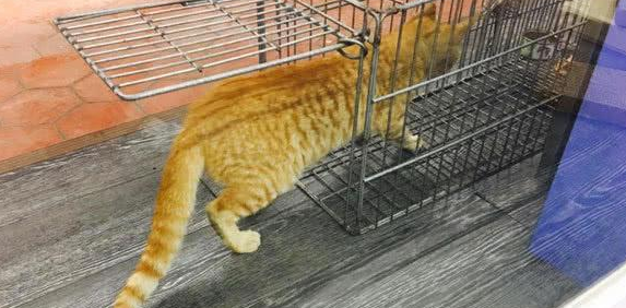 猫妈带孩子到店乞讨,隔窗相望2个月,一个举动惹店主心疼收养(图3)