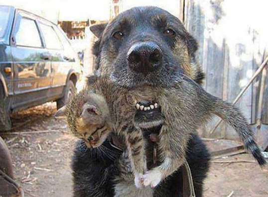 狗狗冲进火场救幼猫 跨物种的无私爱(图1)