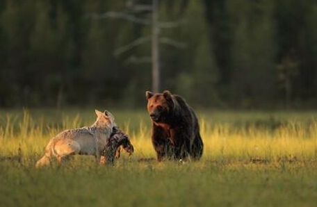 狗狗冲进火场救幼猫 跨物种的无私爱(图2)