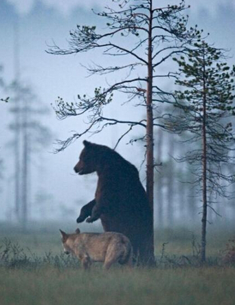 狗狗冲进火场救幼猫 跨物种的无私爱(图3)