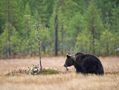 狗狗冲进火场救幼猫 跨物种的无私爱(图5)