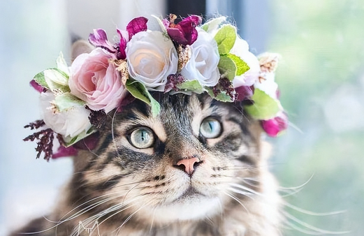 这5种猫堪称“人间富贵花”，寿命长还好养(图1)