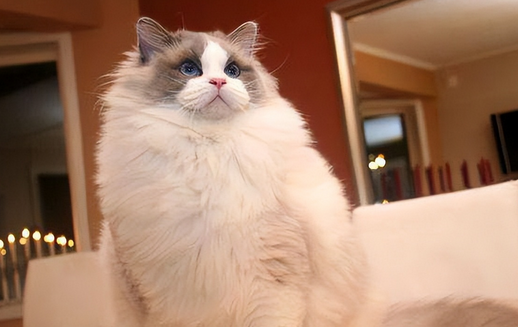 这5种猫堪称“人间富贵花”，寿命长还好养(图2)