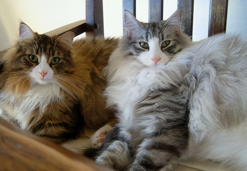 这5种猫堪称“人间富贵花”，寿命长还好养(图5)