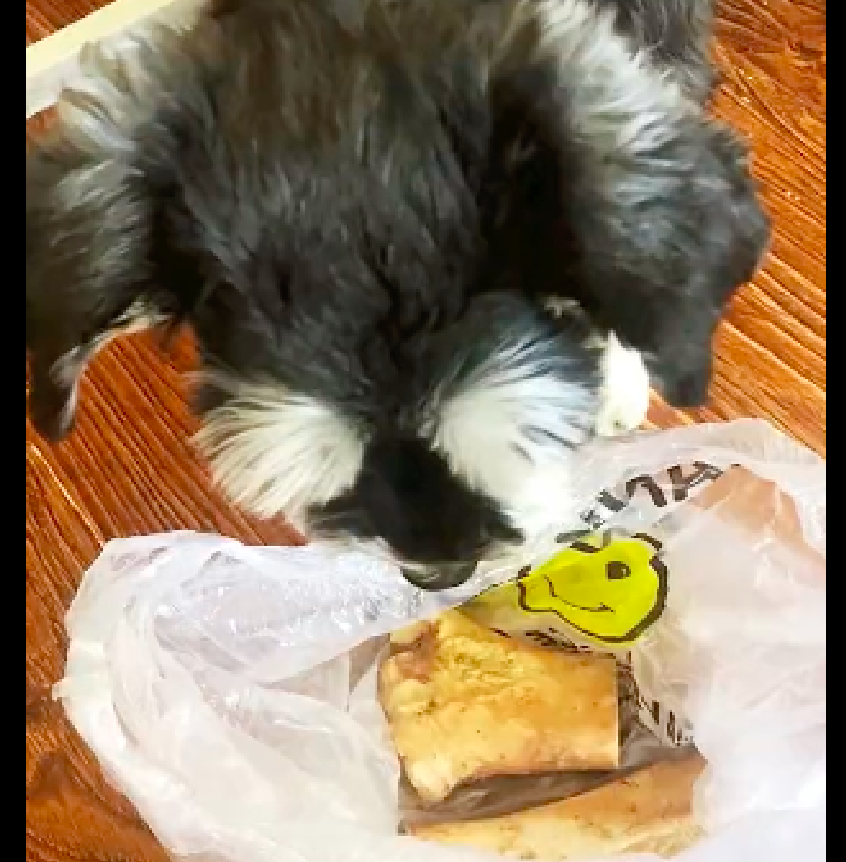 店家将熬汤剩余的牛棒骨,每天都会免费发放给狗狗,真材实料呀(牛棒骨要焯水吗)(图2)