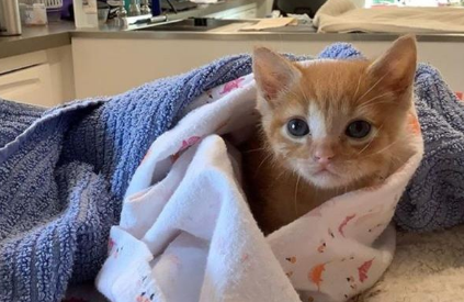 小猫没安全感急需抱抱,医生把它包成一团放进口袋里!(图1)