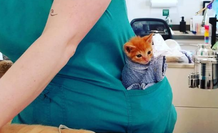 小猫没安全感急需抱抱,医生把它包成一团放进口袋里!(图2)