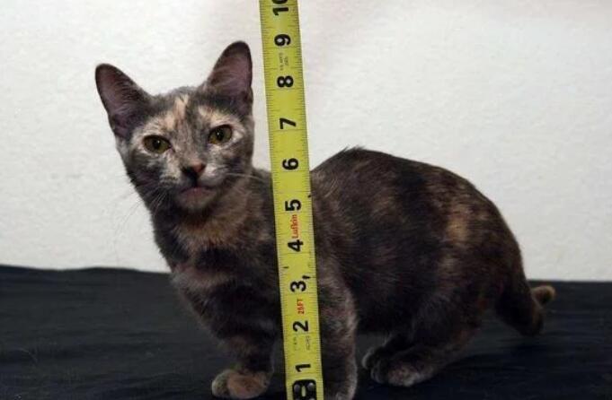 世界上最小的猫咪，只有7厘米的高，睡觉前必须亲一口主人！(图2)