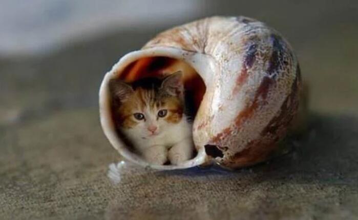 世界上最小的猫咪，只有7厘米的高，睡觉前必须亲一口主人！(图1)