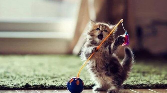 世界上最小的猫咪，只有7厘米的高，睡觉前必须亲一口主人！(图3)