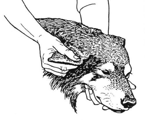 你的狗狗是否胆小容易紧张?试试这8招,也许改变了它(狗狗太胆小怎么办?)(图4)