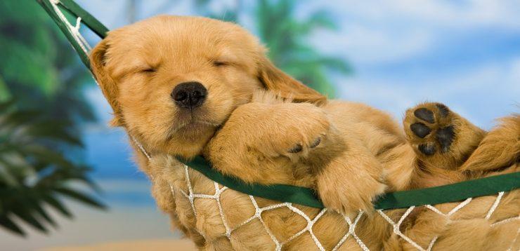 你的狗狗是否胆小容易紧张？试试这8招，也许改变了它（狗狗太胆小怎么办?）(图7)