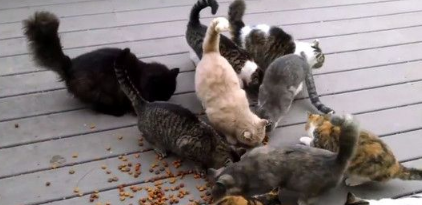 萌猫集团堵门口 在门口大喊大叫讨要吃的(图2)