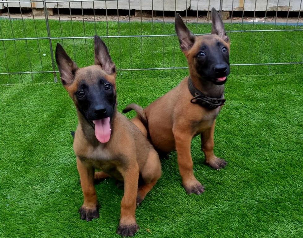 如何挑到合适的马犬？6个“小技巧”教给你（挑选马犬的方法大全图解）(图1)