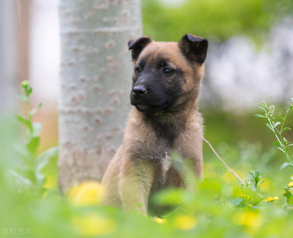 如何挑到合适的马犬？6个“小技巧”教给你（挑选马犬的方法大全图解）(图2)