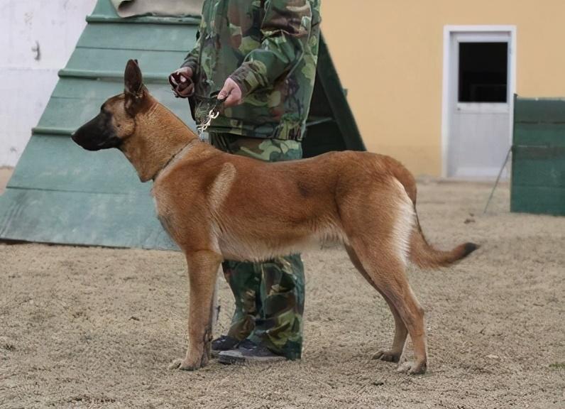 如何挑到合适的马犬？6个“小技巧”教给你（挑选马犬的方法大全图解）(图4)