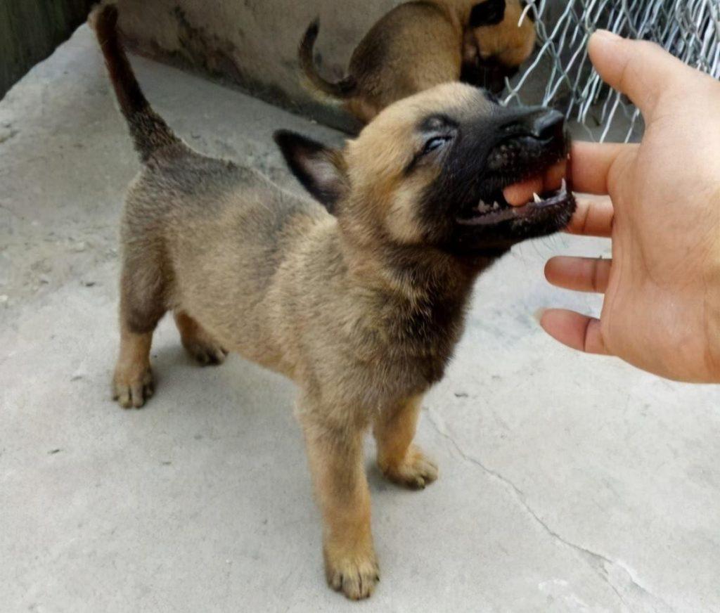 如何挑到合适的马犬？6个“小技巧”教给你（挑选马犬的方法大全图解）(图3)