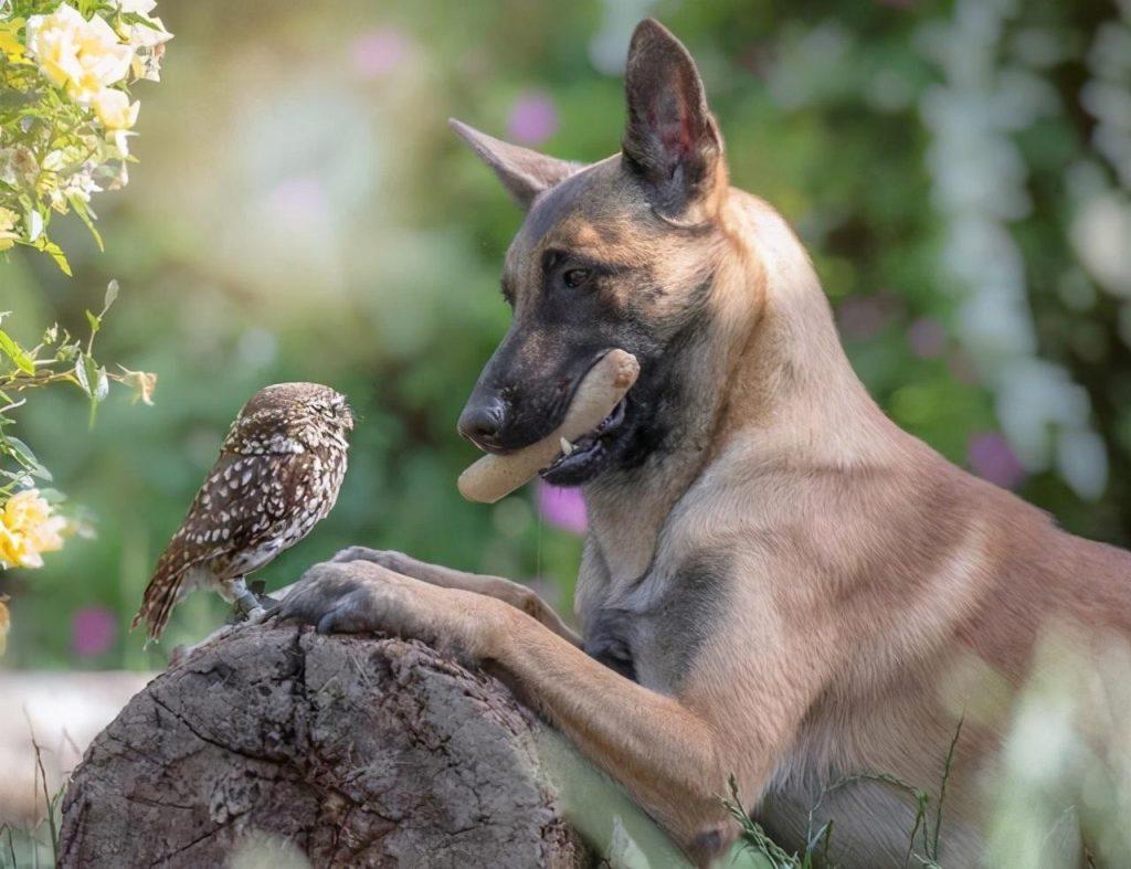 如何挑到合适的马犬？6个“小技巧”教给你（挑选马犬的方法大全图解）(图5)