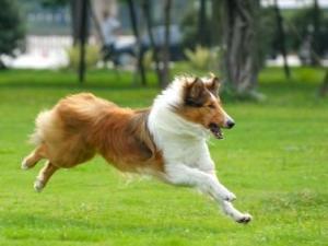 优秀的牧羊犬——苏格兰牧羊犬（苏格兰牧羊犬优点和缺点）(图3)