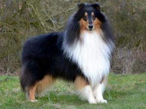 优秀的牧羊犬——苏格兰牧羊犬（苏格兰牧羊犬优点和缺点）(图2)