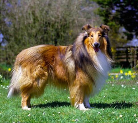 优秀的牧羊犬——苏格兰牧羊犬（苏格兰牧羊犬优点和缺点）(图1)