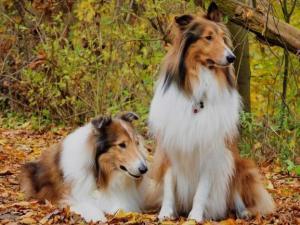 优秀的牧羊犬——苏格兰牧羊犬（苏格兰牧羊犬优点和缺点）(图4)