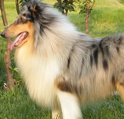 优秀的牧羊犬——苏格兰牧羊犬（苏格兰牧羊犬优点和缺点）(图5)