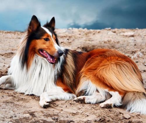 优秀的牧羊犬——苏格兰牧羊犬（苏格兰牧羊犬优点和缺点）(图8)